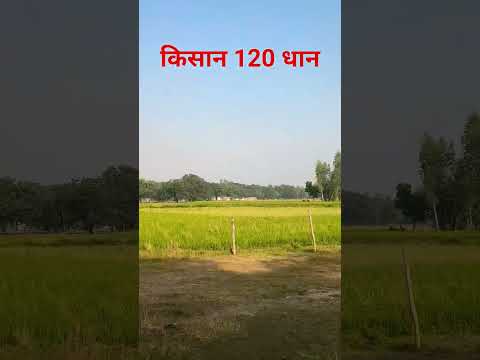 किसान 120 धान#किसान #sad #motivation #hindi #shortvideo #kisan