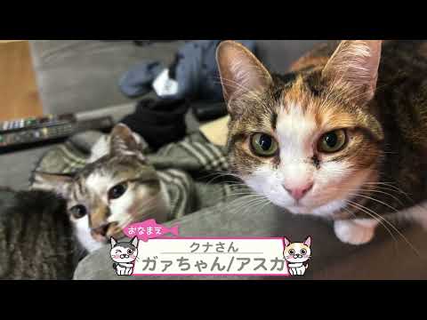 【猫動画】いつでもどこでも!カワイイニャンコ動画!〜にゃんともパレード〜#猫動画#猫#448