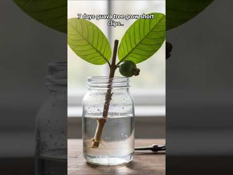 #guava tree transformation