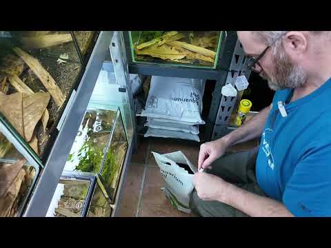 Red Boa Shrimp Tank - Tank 19 📘 Neocaridina for Dummies
https_//payhip.com/b/WgSpi

📘 Caridina for Dummies
https_//payhip.co