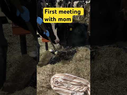 • First meeting: Baby Wagyu & Mom ❤️
