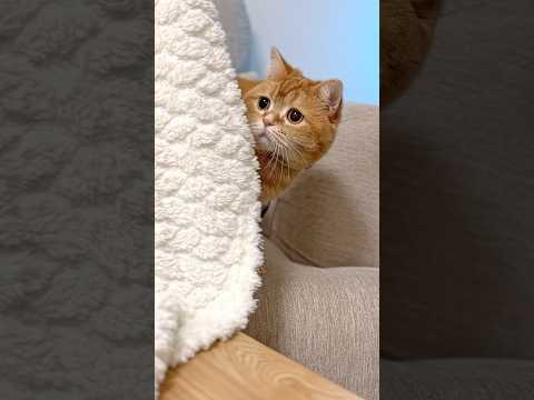 Tiny Friends, Great Teamwork 🏐