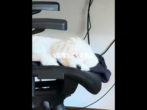 the feelings of a dog#Dog #Cute #Feeling #Thinking #Action #Maltese #犬 #可愛い #気持ち #考え #訴え #チワマル