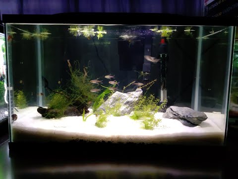 Trying Out Sand In The Tetra Tank We always wanted to have a tank with a sand substrate. Decided to switch things up a bit with our te