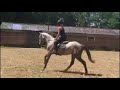 Allround chevaux Allround, netjes aangereden 4 jarige KWPN merrie
