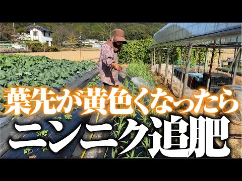年内は我慢せず追肥をします【葉ニンニク】【ニューホワイト六片】【MリンPK液肥の素】【アミビタゴールド】