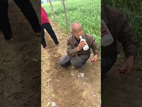 The uncle grows peanuts😂# Never expected