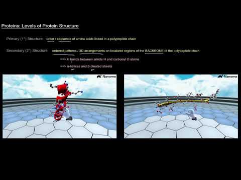 Protein Structure (Part 2 of 10) - Levels of Protein Structure