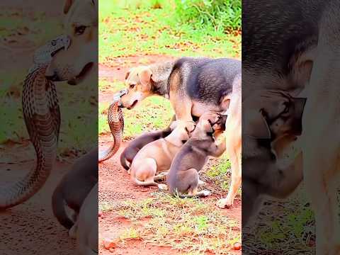 😱😱 yah doggy Ko Dekho #dog #doglove  #khatarnak #animals