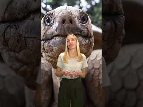 Unfassbar! 🤯 Brigitta - die größte je gefundene Ur-Schildkröte 🐢