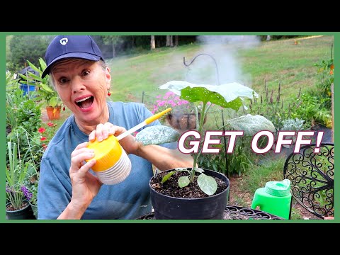 Homestead Update: Deck Removal, DE for Flea Beetle & More!