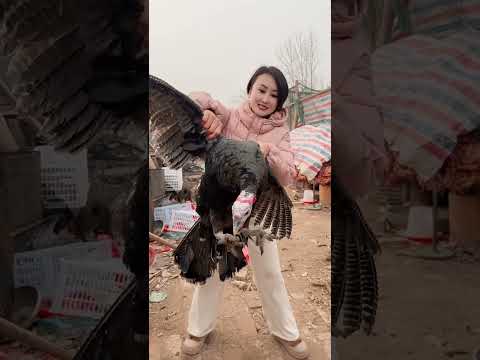 #青铜火鸡 #乡土好货贺新春 #幸福乡村有年味 #农村创业养殖好项目