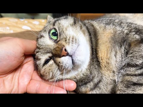 お喋り好きな猫はどんなに不機嫌になっても飼い主に呼ばれるとこうなります