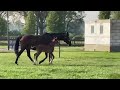 Cheval de CSO Stallion foal, London (ex Carembar de Muze)-Thunder van de Zuuthoeve