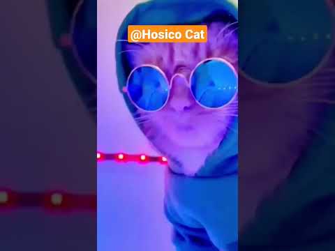 Hosico Cat