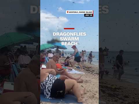 Dragonflies swarm beach