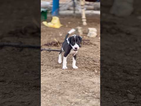 “My Puppy Ran Away Twice… So I Tried Tying Him for Safety 🐶”