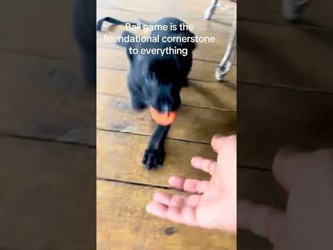 Let learn how to fetch a ball and bring it to master Dutch Shepherd puppy