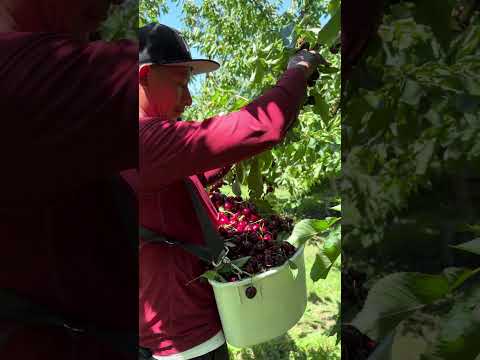 El más rápido de Washington para la pisca de cherry