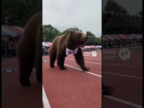 #人間VS#熊#どっちが強い ?#速い?