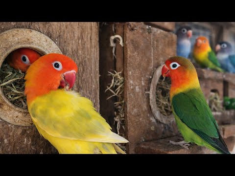 Colorful Lovebirds Nesting Together , Lovebirds Sounds #birds #lovebirds #cute #nature