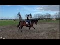 Show jumping horse 13-jarige merrie voor sport, fokkerij of recreatie