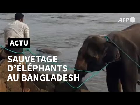 Bangladesh: deux éléphants rescapés après quatre jours de calvaire sur une plage | AFP