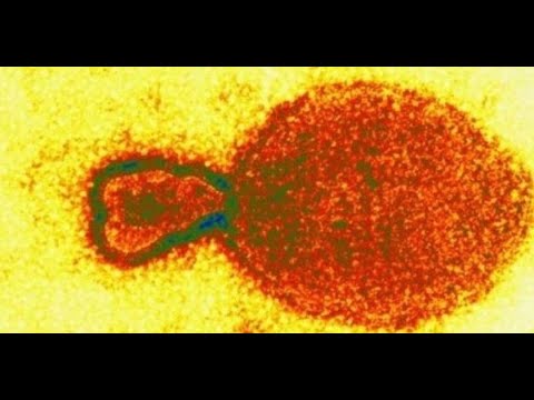 No existe riesgo en Guatemala del virus Lingya