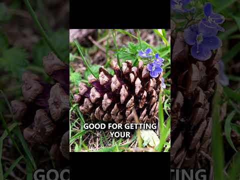 3 Useful Trees for Camping & Survival! #survival #camping #bushcraft #shorts