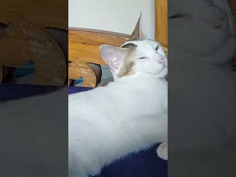 my love #cat #shorts #catlovers #love #tranding #lovestatus