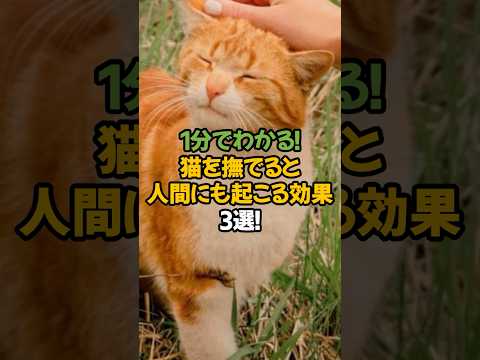 【癒し効果抜群】猫を撫でると人間にも起こる驚きの変化3選!🐾1分で解説! #shorts #猫 #雑学