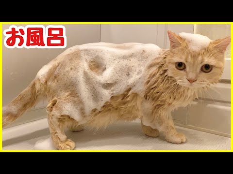 【猫お風呂】お風呂で泡だらけにされ怒り出す猫…！Cat bath！Cute animals
