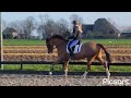 Eventing Pferd Allround top paard