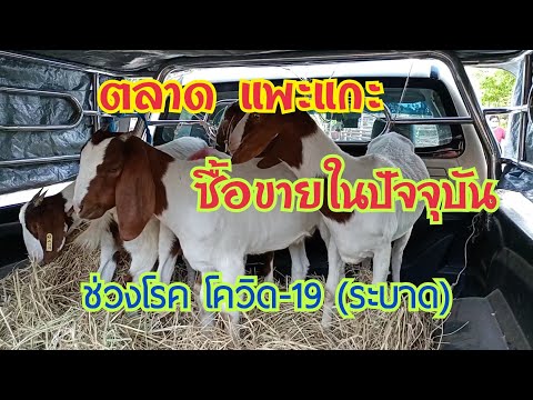 ตลาดแพะแกะ-ซื้อขายในปัจจุบัน-( ตลาดแพะแกะ-ซื้อขายในปัจจุบัน-(