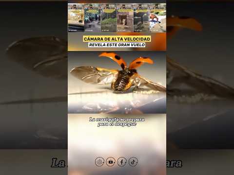 El Despliegue de Vuelo más Rápido del Reino Animal 😮