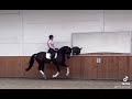 Dressage horse Super mooi dressuurpaard