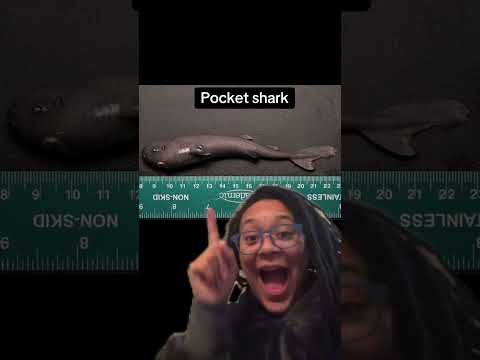 Does my brother know sharks? #shark #sharks #marin 