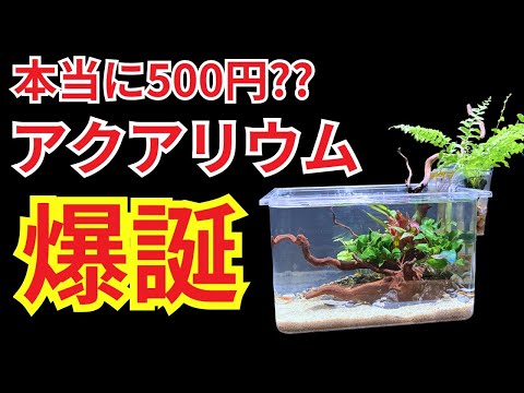 【驚き】100均の飼育ケースをグッピーが泳ぐ本格アクアリウム空間にしてみた