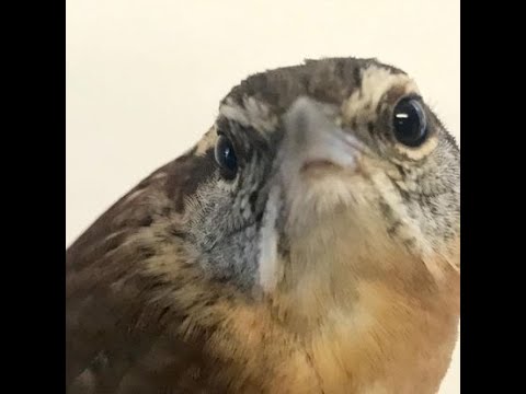 How many SPECIES?  Virtual Birding on Bird Garden  How many SPECIES?  Virtual Birding on Bird Garden YouTube Channel LIVE Feeding Station !! Asks YOU t