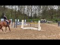 Show jumping horse Genoise Z