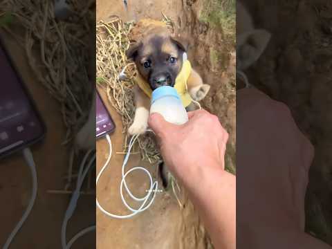 funny 🤣 video #comedy #funny