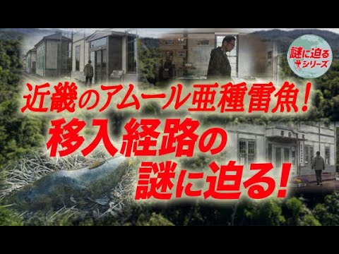 近畿のアムール亜種雷魚！移入経路の謎に迫る【謎に迫るシリーズ第三十六回】