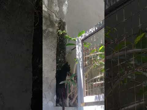 cat umakyat sa pader#shortvideo