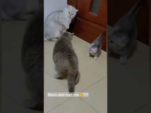 Cat is so funny #shorts #funny