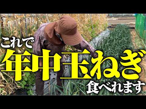 一年中自家栽培玉ねぎ食べ放題【ホーム玉ねぎ】【ソニック】【早生】【中晩生】