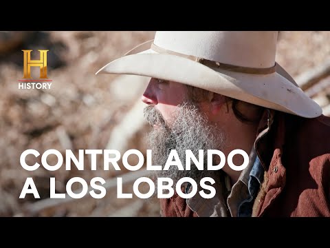 CONTROLANDO A LOS LOBOS - EL PRECIO DE LA HISTORIA