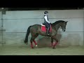 Dressage horse Dressuur paard te koop