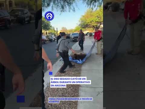 Intentaban salvar a un oso… y acabaron encima de él