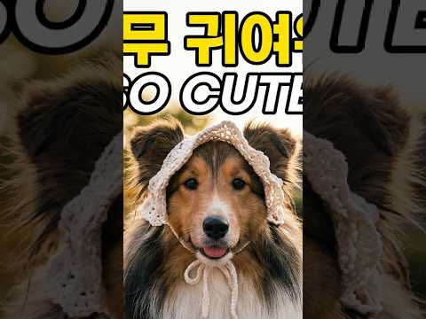 예쁜 모자를 쓴 귀여운 강아지를 한옥마을에서 만남.. A cute puppy wearing a pretty hat in Jeonju Hanok Village#귀여운강아지
