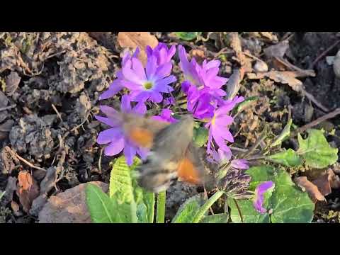 2026-03-07 LJUBLJANA Botanični vrt LEPIDOPTERA Macroglossum stellatarum VELERILEC